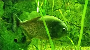 Файл: Roter Piranha Pygocentrus nattereri Zoo Rostock.ogv