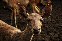 Description de l'image Rusa Deer (C. Timorensis).jpg.