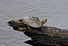 Sabine map turtle (Graptemys sabinensis) in situ, Hardin County, Texas