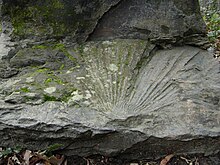 Sablaites campbelli fossils.JPG
