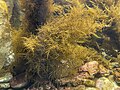 Miniatura para Sargassum horneri