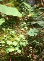 Rundblatt-Steinbrech (Saxifraga rotundifolia)