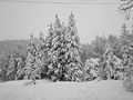 Abbondante nevicata (gennaio 2008)