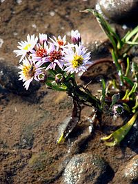 Tripolium pannonicum subsp. tripolium