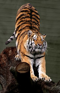 Siberian Tiger by Malene Th.jpg