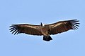 Young White-backed Vulture