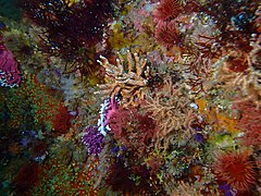 Soft coral at Alphard Banks west pinnacle