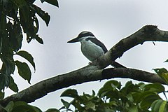 Description de l'image Sombre Kingfisher - Halmahera S4E3923 (16131757159).jpg.