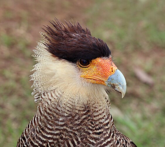 Голова обыкновенной каракары (Caracara plancus)