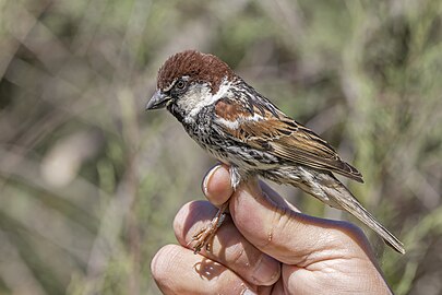 ringed male (breeding plumage) in Malta