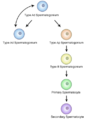 Esquema da espermatocitoxénese