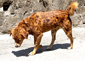 A spotted dog from Kalimpong, West Bengal, India.