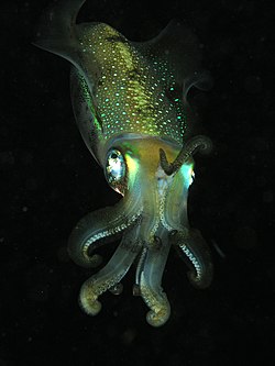 http://upload.wikimedia.org/wikipedia/commons/thumb/d/d4/Squid_komodo.jpg/250px-Squid_komodo.jpg