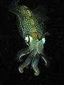 Nocturnal squid