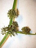 Miniatura para Cyperus difformis