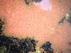 Two colour morphs of strawberry anemone