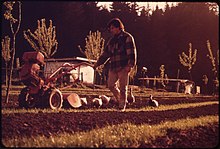 An organic farmer, California, 1972 TONY OWEN ORGANIC FARM - NARA - 543017.jpg