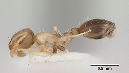 Temnothorax tuscaloosae