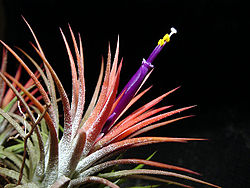 Tillandsia ionantha28984523. jpg