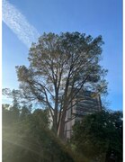 A Torrey Pine in front of the school of dentistry