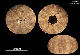 Tripneustes gratilla (Toxopneustidae)