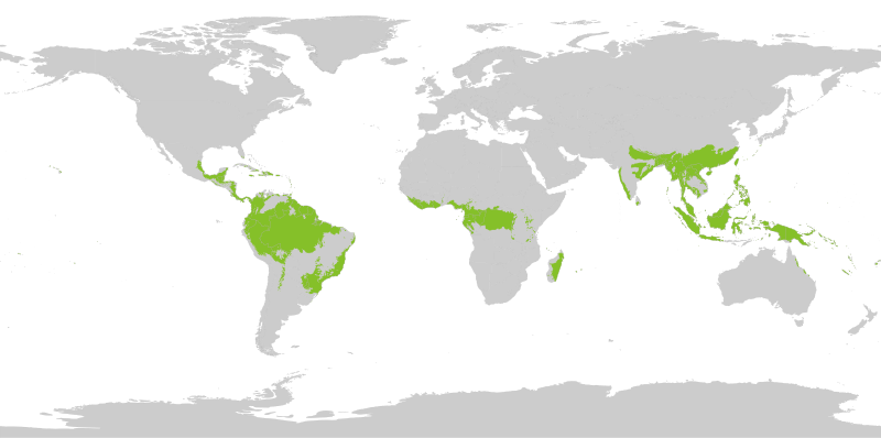 File:Tropical wet forests.svg