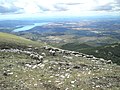 Pecore al pascolo sulle Alpi dell'Alta Provenza (Francia).