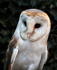 Tyto alba (Скополи, 1769) .jpg