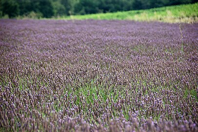 A field of lavender in France