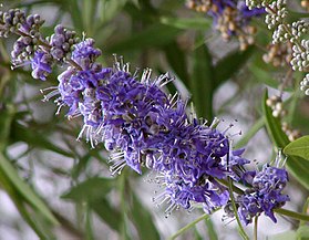 Vitex agnus-castus, flores, Hemingway, Carolina do Sul