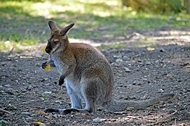 Wallaby de Bennett.