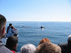 צפייה בלווייתנים באזור בר הארבור אשר במדינת מיין