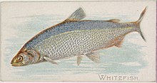 Example of a whitefish Whitefish, from the Fish from American Waters series (N8) for Allen & Ginter Cigarettes Brands MET DP830737.jpg