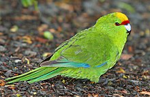 Bilete frå Ulva Island ved Stewart Island/Rakiura Foto: Mark S Jobling