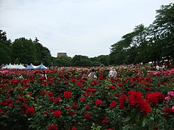 与野公園バラ園