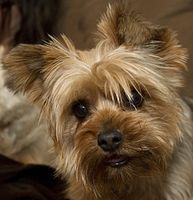 A Yorkshire Terrier, trimmed