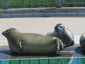 Seals in the rehabilitation center