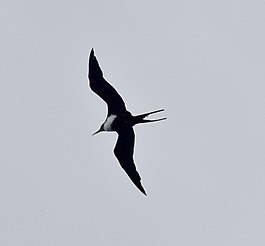 Vrouwtjesvogel met open staartveren