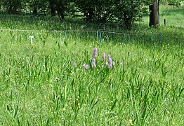 De orchidee purperorchis in de orchideeëntuin