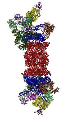 Cartoon representation of the 26S proteasome. 26S proteasome structure.jpg