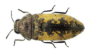 Acmaeodera pilosellae (Bonelli 1812)