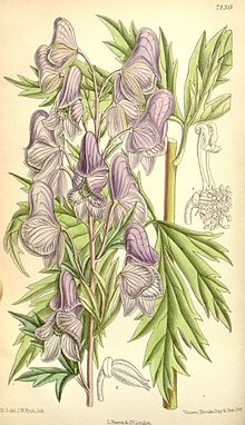 Aconitum fischeri.jpg