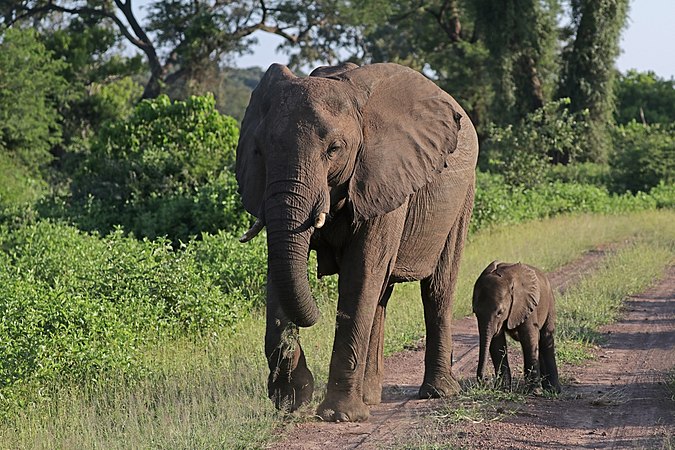 一隻雌性非洲草原象（Loxodonta africana）帶著六周大的幼象穿越波札那邊境進入辛巴威馬泰齊地區。