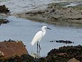 Aigrette garzette à Ploubazlanec