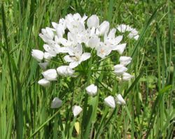 Allium neapolitanum (inflorescência).