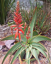 Aloe pulcherrima (de).