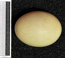 Egg