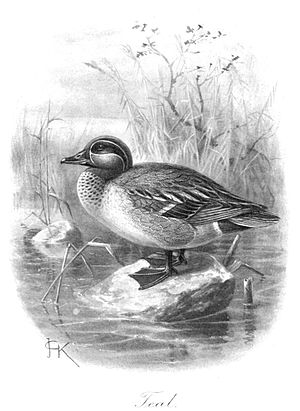 English: Green-winged Teal Male (Anas crecca)