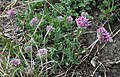 Berg-Wundklee (Anthyllis montana subsp. montana)