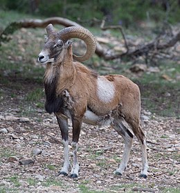 Armėnijos muflonas (Ovis orientalis gmelini)